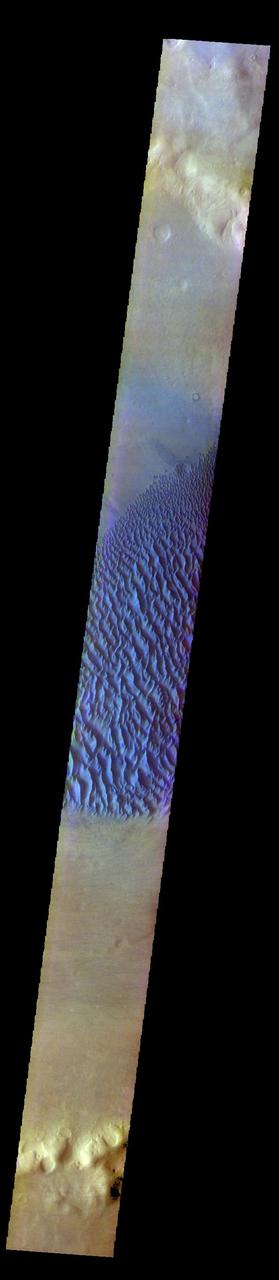 The THEMIS VIS camera contains 5 filters. The data from different filters can be combined in multiple ways to create a false color image. These false color images may reveal subtle variations of the surface not easily identified in a single band image. Today's false color image shows Proctor Crater and the large dune field on the crater floor. These dunes are composed of basaltic sand that has collected in the bottom of the crater. The topographic depression of the crater forms a sand trap that prevents the sand from escaping. Dune fields are common in the bottoms of craters on Mars and appear as dark splotches that lean up against the downwind walls of the craters. Dunes are useful for studying both the geology and meteorology of Mars. The sand forms by erosion of larger rocks, but it is unclear when and where this erosion took place on Mars or how such large volumes of sand could be formed. The dunes also indicate the local wind directions by their morphology. In this case, there are few clear slipfaces that would indicate the downwind direction. The crests of the dunes also typically run north-south in the image. This dune form indicates that there are probably two prevailing wind directions that run east and west (left to right and right to left). Proctor Crater is located in Noachis Terra and is 172km (107miles) in diameter. The THEMIS VIS camera is capable of capturing color images of the Martian surface using five different color filters. In this mode of operation, the spatial resolution and coverage of the image must be reduced to accommodate the additional data volume produced from using multiple filters. To make a color image, three of the five filter images (each in grayscale) are selected. Each is contrast enhanced and then converted to a red, green, or blue intensity image. These three images are then combined to produce a full color, single image. Because the THEMIS color filters don't span the full range of colors seen by the human eye, a color THEMIS image does not represent true color. Also, because each single-filter image is contrast enhanced before inclusion in the three-color image, the apparent color variation of the scene is exaggerated. Nevertheless, the color variation that does appear is representative of some change in color, however subtle, in the actual scene. Note that the long edges of THEMIS color images typically contain color artifacts that do not represent surface variation. Orbit Number: 93120 Latitude: -47.5698 Longitude: 30.2743 Instrument: VIS Captured: 2022-12-11 18:38 https://photojournal.jpl.nasa.gov/catalog/PIA26124