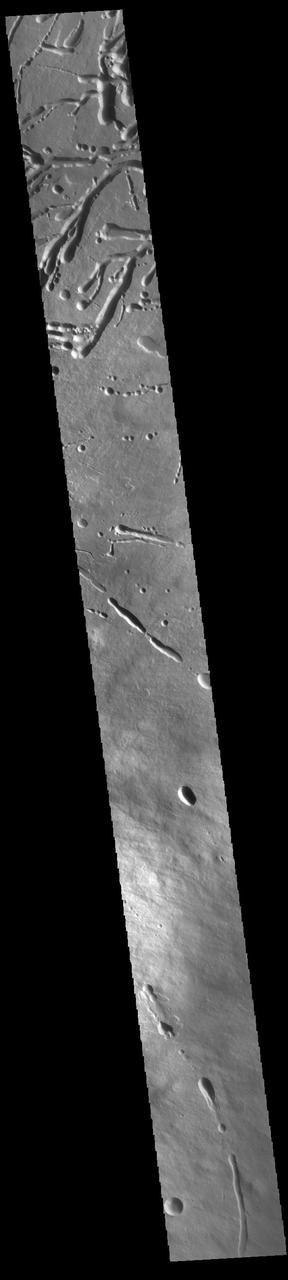 This VIS image shows a cross section of the eastern flank of Ascraeus Mons. Ascreaus Mons is the northernmost volcano of the three large Tharsis volcanoes. In order from north to south the volcanoes are Ascreaus Mons, Pavonis Mons and Arsia Mons. All three volcanoes form a line located along a tectonic bulge caused by extensional forces in the region. Along this trend there are increased tectonic features, collapse features, and additional lava flows that arose from the flanks of the volcanoes rather than just the summit. Like the other large volcanoes in the region, Ascraeus Mons is a shield volcano. Shield volcanoes are formed by lava flows originating near or at the summit, building up layers upon layers of lava. In shield volcanoes summit calderas are typically formed where the surface collapses into the void formed by an emptied magma chamber. Ascraeus Mons is the largest of the three volcanoes with a summit of 18km (11 miles) and a width of 460 km (286 miles). For comparison Mauna Kea – the tallest volcano on Earth – is 10 km tall (6.2 miles). Orbit Number: 94915 Latitude: 12.2183 Longitude: 257.543 Instrument: VIS Captured: 2023-05-08 14:33 https://photojournal.jpl.nasa.gov/catalog/PIA26218