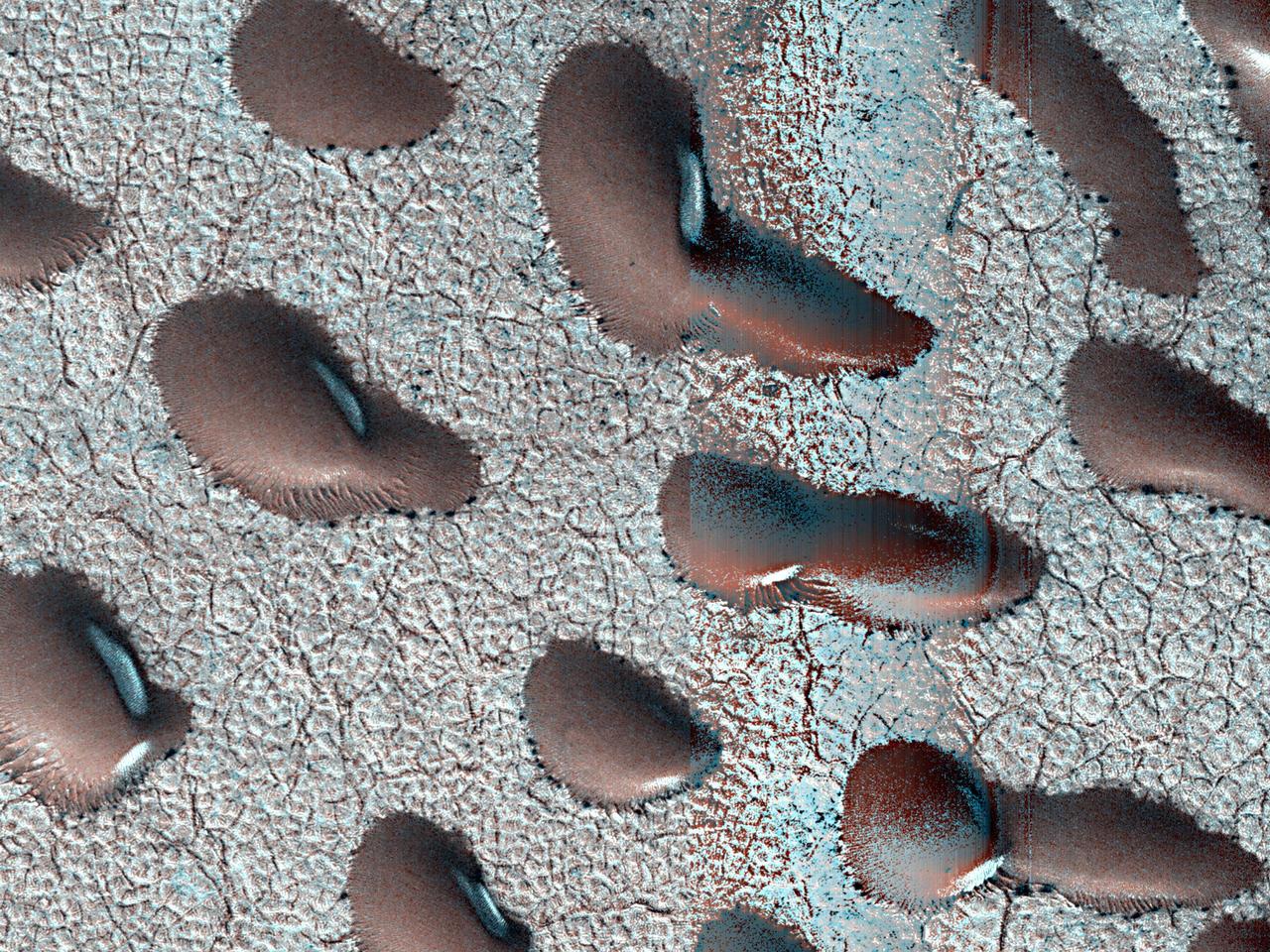 These Martian dunes in Mars' northern hemisphere were captured from above by NASA's Mars Reconnaissance Orbiter using its High-Resolution Imaging Science Experiment (HiRISE) camera on Sept. 8, 2022. Scientists use such images to track the amount of frost that settles on the landforms and then disappears as the weather warms in spring.  Martian dunes migrate just like dunes on Earth, with wind blowing away sand on one side of the dune and building up on another. Recent research has shown that winter frost stops the movement of sand grains, locking the dunes in place until the spring thaw.  https://photojournal.jpl.nasa.gov/catalog/PIA26517
