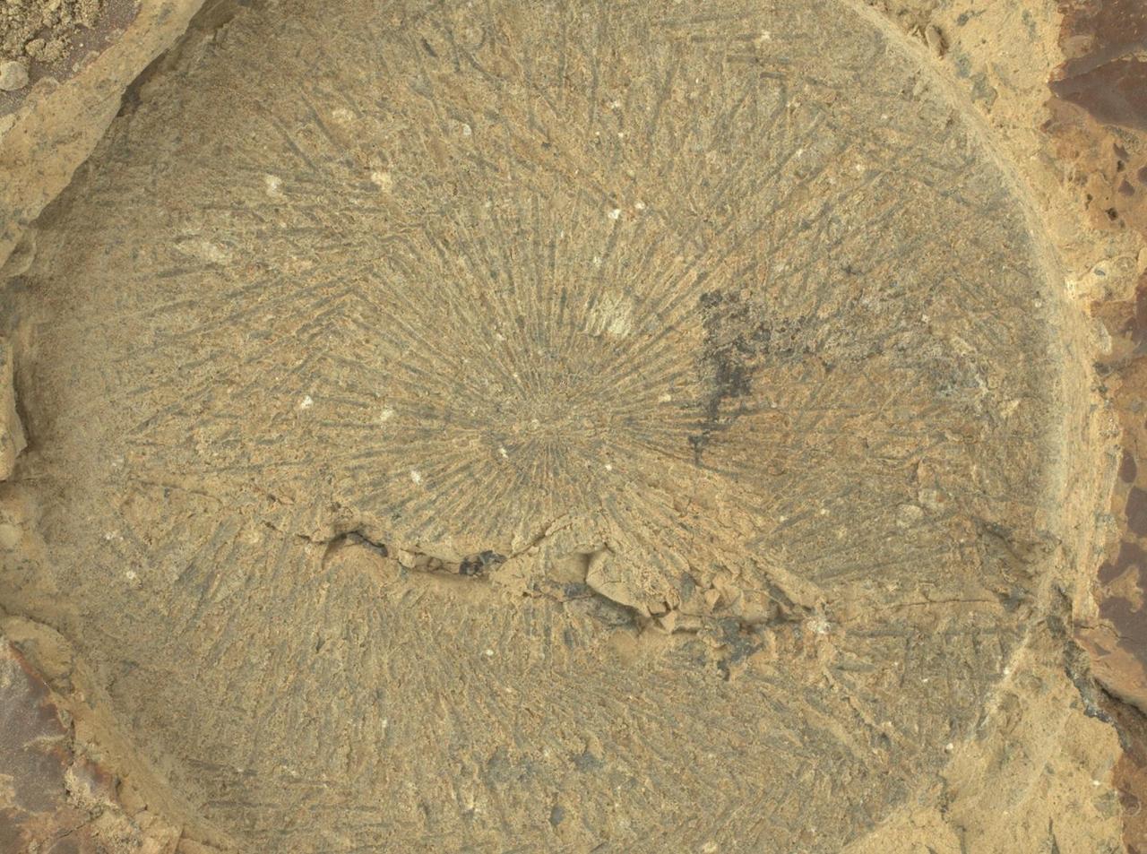This close-up view of an abrasion made by NASA's Perseverance rover on June 5, 2025 (the 1,526th day, or sol, of its mission to Mars), shows distinctive "tool marks" formed as the abrasion bit interacted with the rock. These radiating patterns of lines tend to indicate that the rock is relatively hard. The image was taken from approximately 2.76 inches (7 centimeters) away by the rover's WATSON (Wide Angle Topographic Sensor for Operations and eNgineering) imager. A maroon-brown rock coating can be seen at the far edges and corners of the image. This coating was chipped off and removed within the area of the patch by the abrasion process. Most of the distinctive white, millimeter-sized grains set within a finer-grained gray matrix contain feldspar (an aluminum silicate mineral). The irregularly shaped dark patches in the upper right quadrant as well as those within the fracture that cuts through the lower half of the abrasion are composed chiefly of manganese and nickel. https://photojournal.jpl.nasa.gov/catalog/PIA26576