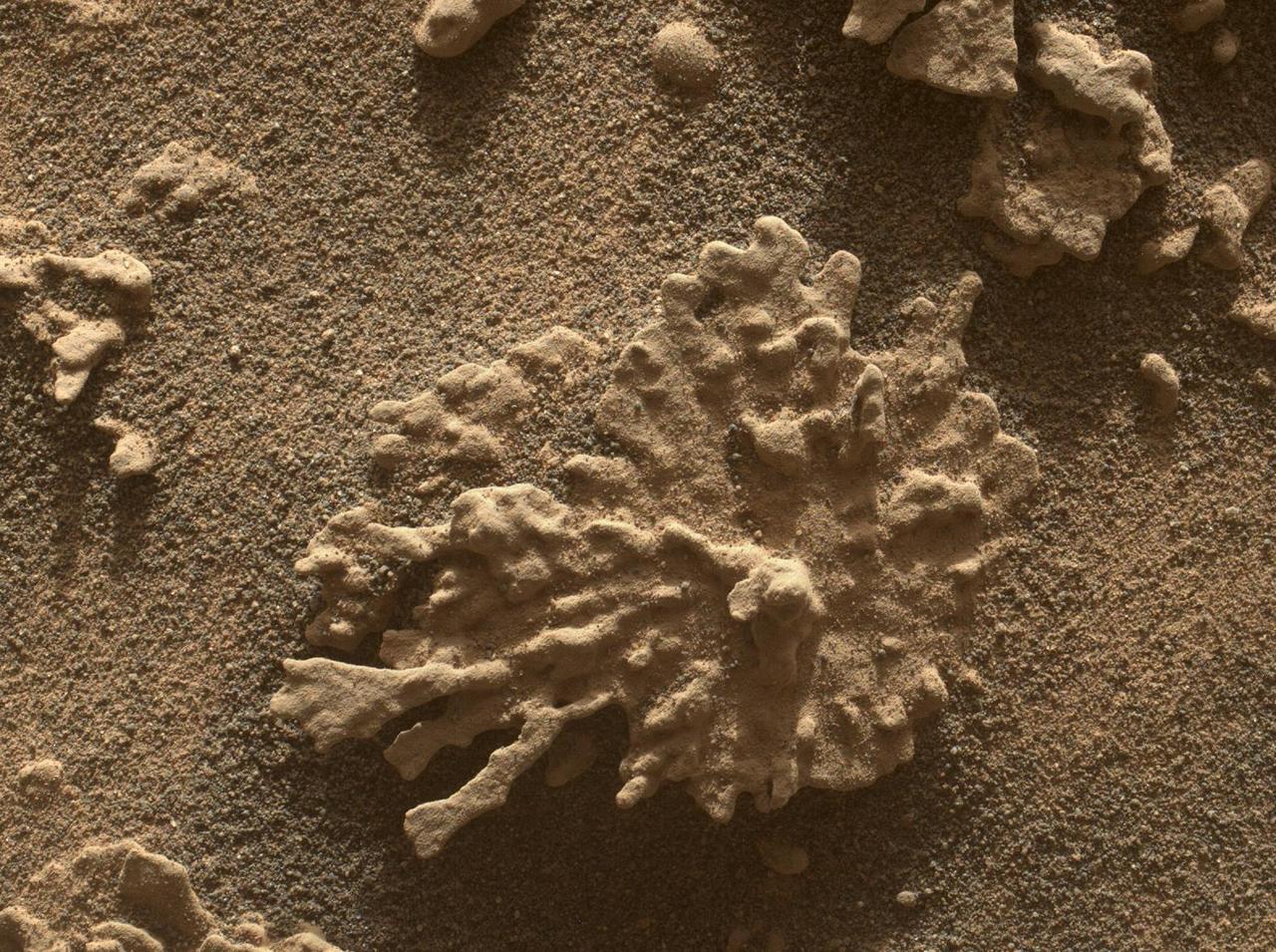 NASA's Curiosity Mars rover used its Mars Hand Lens Imager (MAHLI), a camera on the end of its robotic arm, to view this wind-eroded rock shaped like a piece of coral on July 24, 2025, the 4,608th Martian day, or sol, of the mission. Nicknamed "Paposo" by the rover's science team, the rock was about 2 inches (5 centimeters) from the MAHLI camera when this was taken.  Curiosity has found many small features like this one, which formed billions of years ago when liquid water still existed on Mars. Water carried dissolved minerals into rock cracks and later dried, leaving the hardened minerals behind. Eons of sandblasting by the wind wore away the surrounding rock, producing unique shapes.  This common process is seen extensively on Earth and has produced fantastic shapes on Mars, as well, including a flower-shaped rock.  https://photojournal.jpl.nasa.gov/catalog/PIA26633