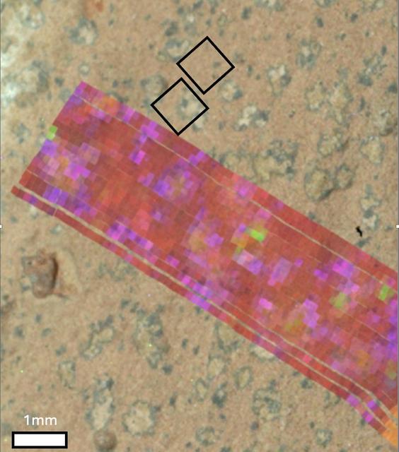NASA's Perseverance Mars rover generated this mineral map showing the presence of two minerals – vivianite (purple and pink) and greigite (dull yellow and green) – on the surface of a rock nicknamed "Cheyava Falls." The data helped scientists determine the rock contained a potential biosignature, which is a substance or structure that might have a biological origin but requires more data or further study before a conclusion can be reached about the absence or presence of life. Perseverance's PIXL (Planetary Instrument for X-ray Lithochemistry) and SHERLOC (Scanning Habitable Environments with Raman & Luminescence for Organics & Chemicals)instruments found a distinct pattern of minerals arranged into reaction fronts (points of contact where chemical and physical reactions occur) that the team called "leopard spots." The leopard spots carried the signature of vivianite (hydrated iron phosphate) and greigite (iron sulfide). Vivianite appears within black spots mission scientists refer to as "poppy seeds" and in the dark rims of the larger "leopard spots." Greigite is seen within the interiors of the leopard spots, which could have been left behind by microbial life if it had used the raw ingredients – the organic carbon, sulfur, and phosphorus – in the rock as an energy source. Vivianite is frequently found on Earth in sediments and peat bogs and around decaying organic matter. Similarly, certain forms of microbial life on Earth can produce greigite. The combination of these minerals, which appear to have formed by electron-transfer reactions between the sediment and organic matter, is a potential "fingerprint" for microbial life, which would use these reactions to produce energy for growth. The minerals can also be generated abiotically, or without the presence of life. https://photojournal.jpl.nasa.gov/catalog/PIA26640