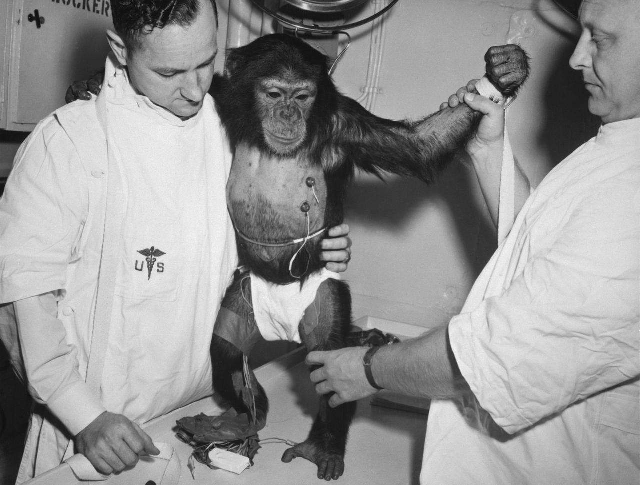 S61-00203 (31 Jan. 1961) --- Chimpanzee "Ham" with bio-sensors attached to his body is readied by handlers for his trip in the Mercury-Redstone 2 (MR-2) spacecraft. Photo credit: NASA