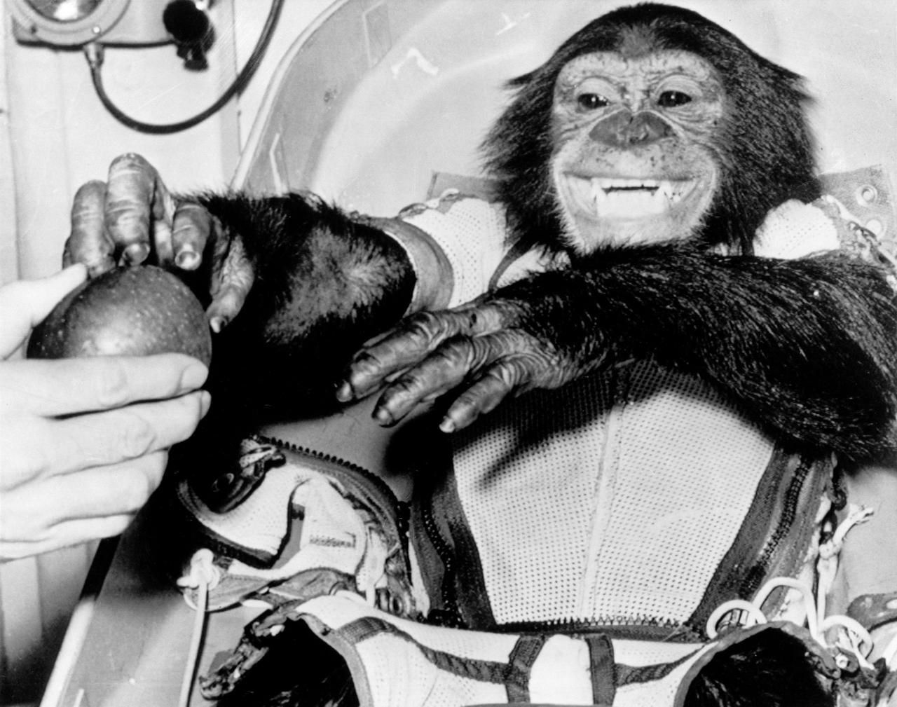 S63-18198 (31 Jan. 1961) --- Closeup view of the chimpanzee "Ham", the live test subject for the Mercury-Redstone 2 (MR-2) test flight, following his successful recovery from the Atlantic. The 420-statute mile suborbital MR-2 flight by the 37-pound primate was a significant accomplishment on the American route toward manned spaceflight. Photo credit: NASA