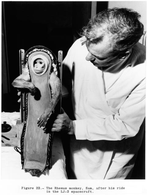 NASA image: RHESUS MONKEY - SAM - POSTFLIGHT - LITTLE JOE II (LJ-2) SPACECRAFT