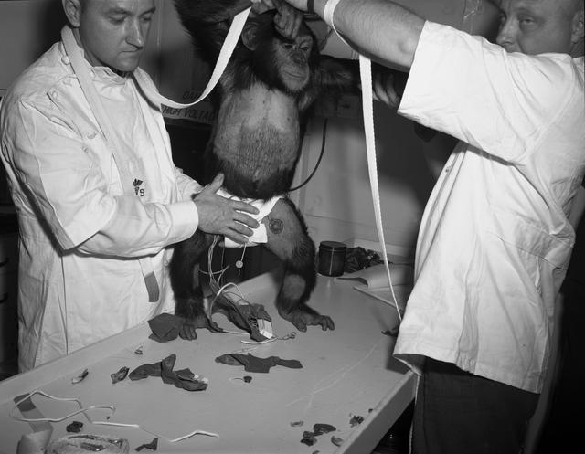 NASA image: Champanzee Ham - Suit