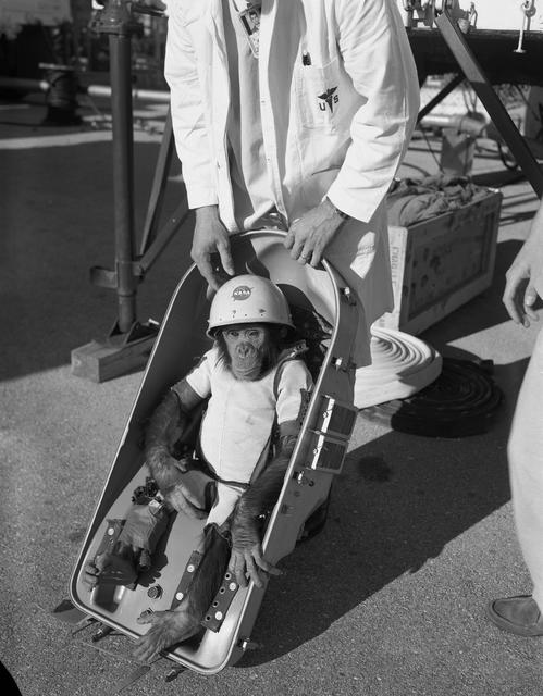 NASA image: Primate Ham - Fitted Suit - Couch - Mercury-Redstone (MR)-2 - Capsule #5