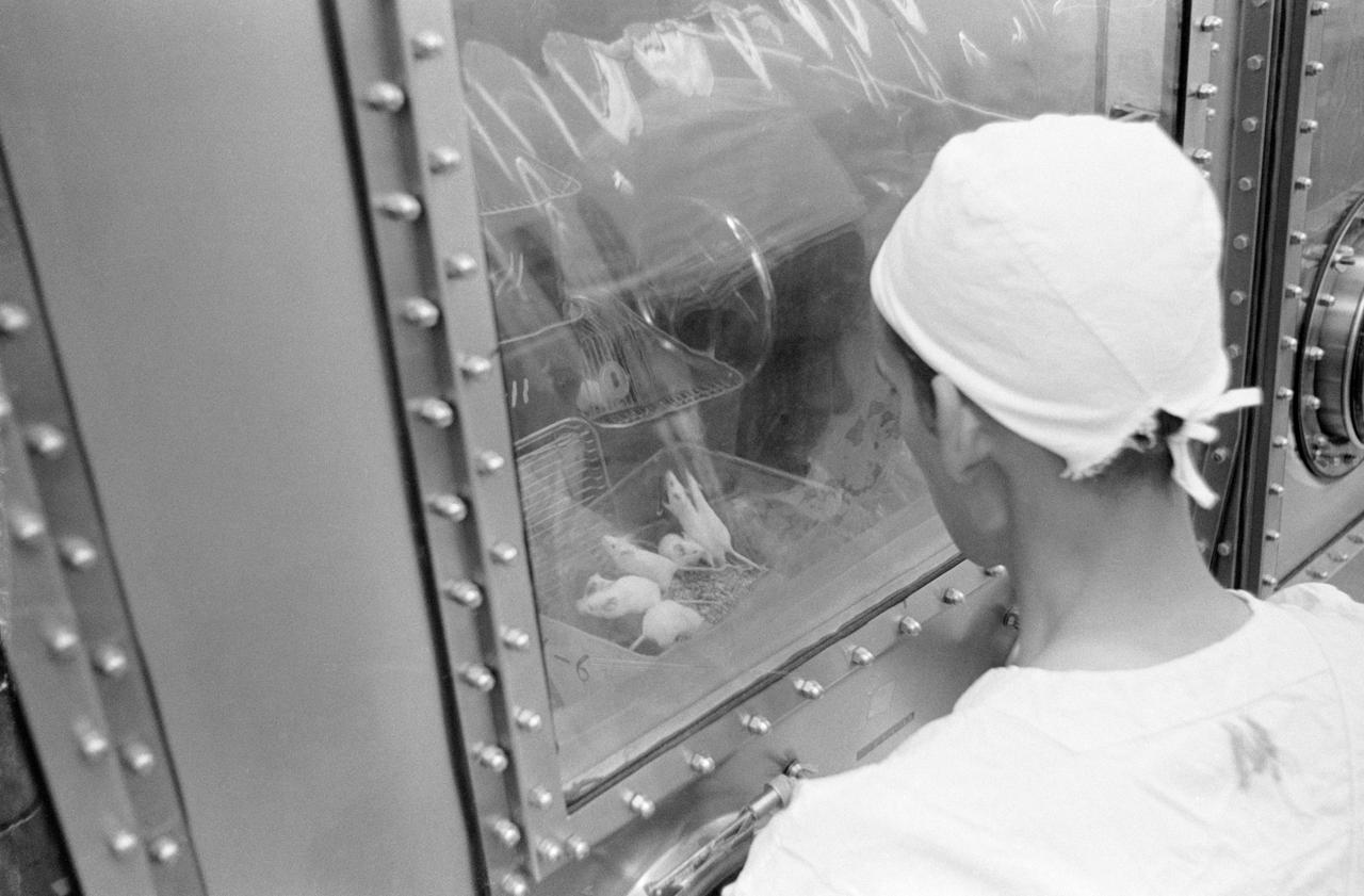 S69-40751 (August 1969) --- Landrum Young, Brown and Root - Northrop technician, examines mice in the Animal Laboratory of the Lunar Receiving Laboratory (LRL) which have been inoculated with lunar sample material. The sample material was collected by astronauts Neil A. Armstrong and Edwin E. Aldrin Jr. during their lunar surface extravehicular activity (EVA) on July 20, 1969.
