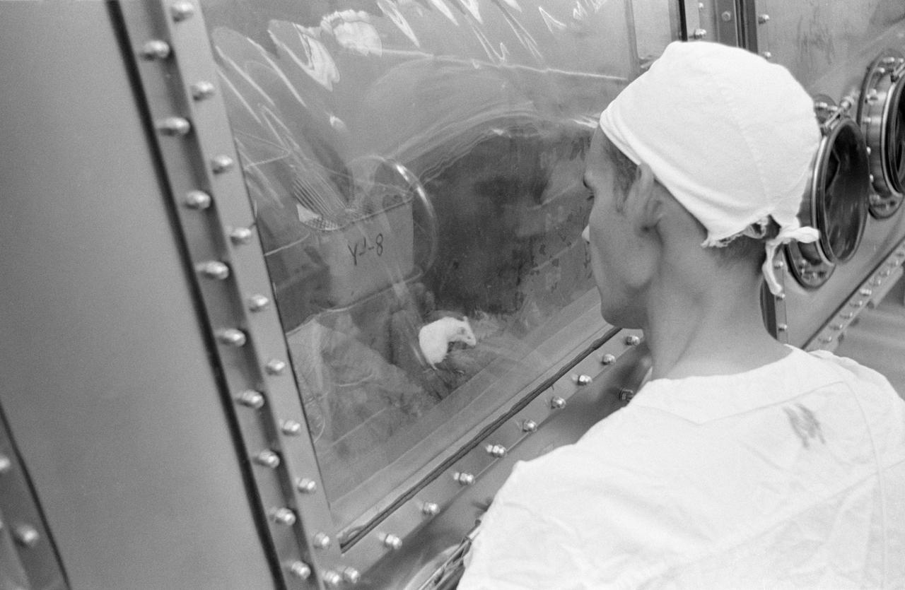 S69-40752 (August 1969) --- Landrum Young, Brown and Root - Northrop technician examines mice in the Animal Laboratory of the Lunar Receiving Laboratory (LRL) which have been inoculated with lunar sample material. The sample material was collected by astronauts Neil A. Armstrong and Edwin E. Aldrin Jr. during their lunar surface extravehicular activity (EVA) on July 20, 1969.