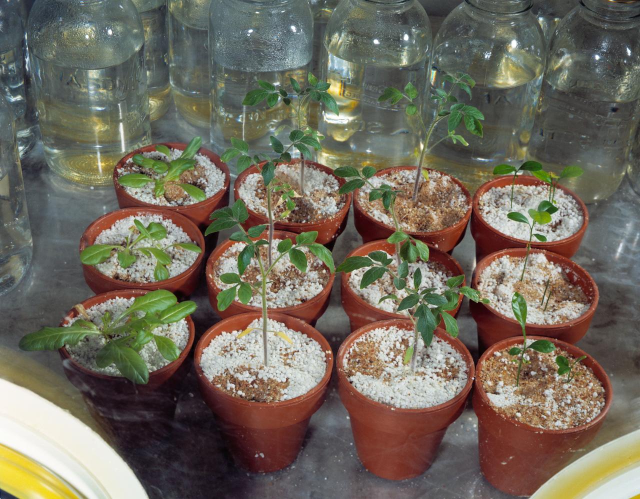S71-51318 (1 Oct. 1971) --- A close view of germ free plants -- lettuce (left), tomato (right center and left center) and citrus (right). This type of testing is a unique effort at the Manned Spacecraft Center (MSC) to grow germ-free plants. By study of the germ-free plants, NASA and the U.S. Department of Agriculture Forest Service hope to establish clearly the exact mineral needs of the plants alone. Previous nutrition studies have measured the needs of a complex of soil:micro-organisms:plants. Results from studies where the role of microbes is not known or defined are difficult to interpret and do not lead to the accumulation of exacting facts on plant nutrition.