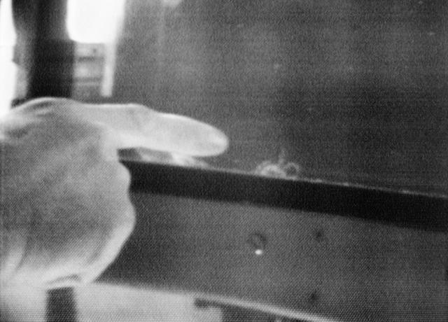 NASA image: Spider Anita - Skylab (SL)