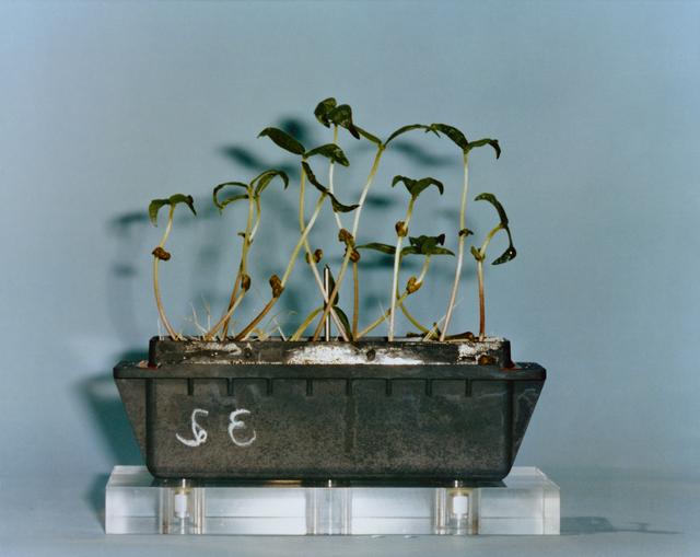 NASA image: T-38 A- AIRCRAFT (NASA 924)