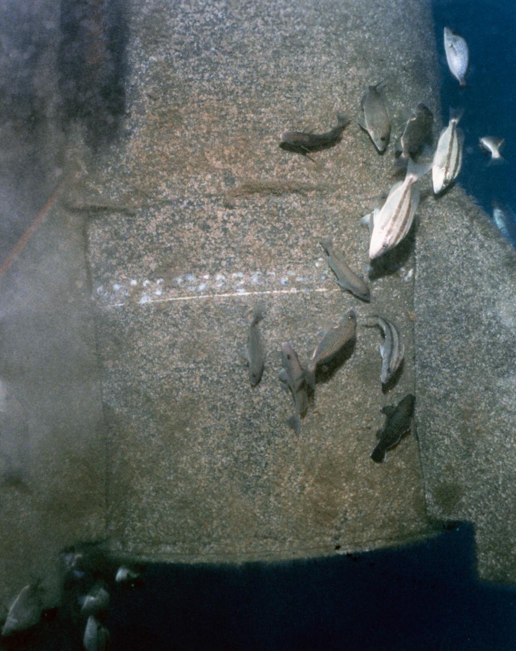 S86-30363 (13 March 1986) --- Deep Drone Dive #52 March 13, 1986, OCC contact 191 Photosea 1200 camera. (fc)