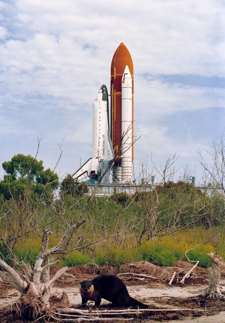 NASA image: Endeavour, Orbiter Vehicle (OV) 105, roll out to KSC Launch Complex Pad 39B