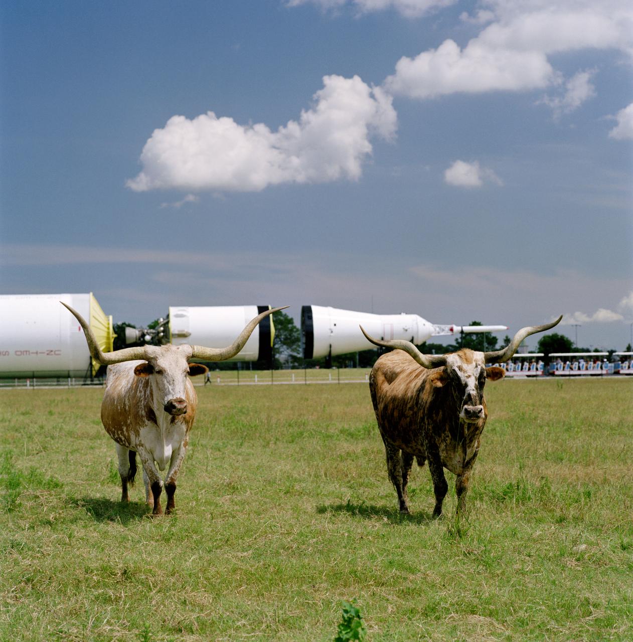 Photographic documentation showing longhorn cattle which belong to the Longhorn Project in front of the Saturn V in JSC's Rocket Park.