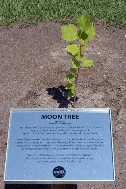 The Moon tree, planted on July 20, 2004 at NASA Stennis, is a descendant of seeds carried to the Moon and back by the late Apollo 14 astronaut and longtime Mississippi Coast resident, Stuart Roosa, as he orbited the Moon in the command module, “Kitty Hawk.”