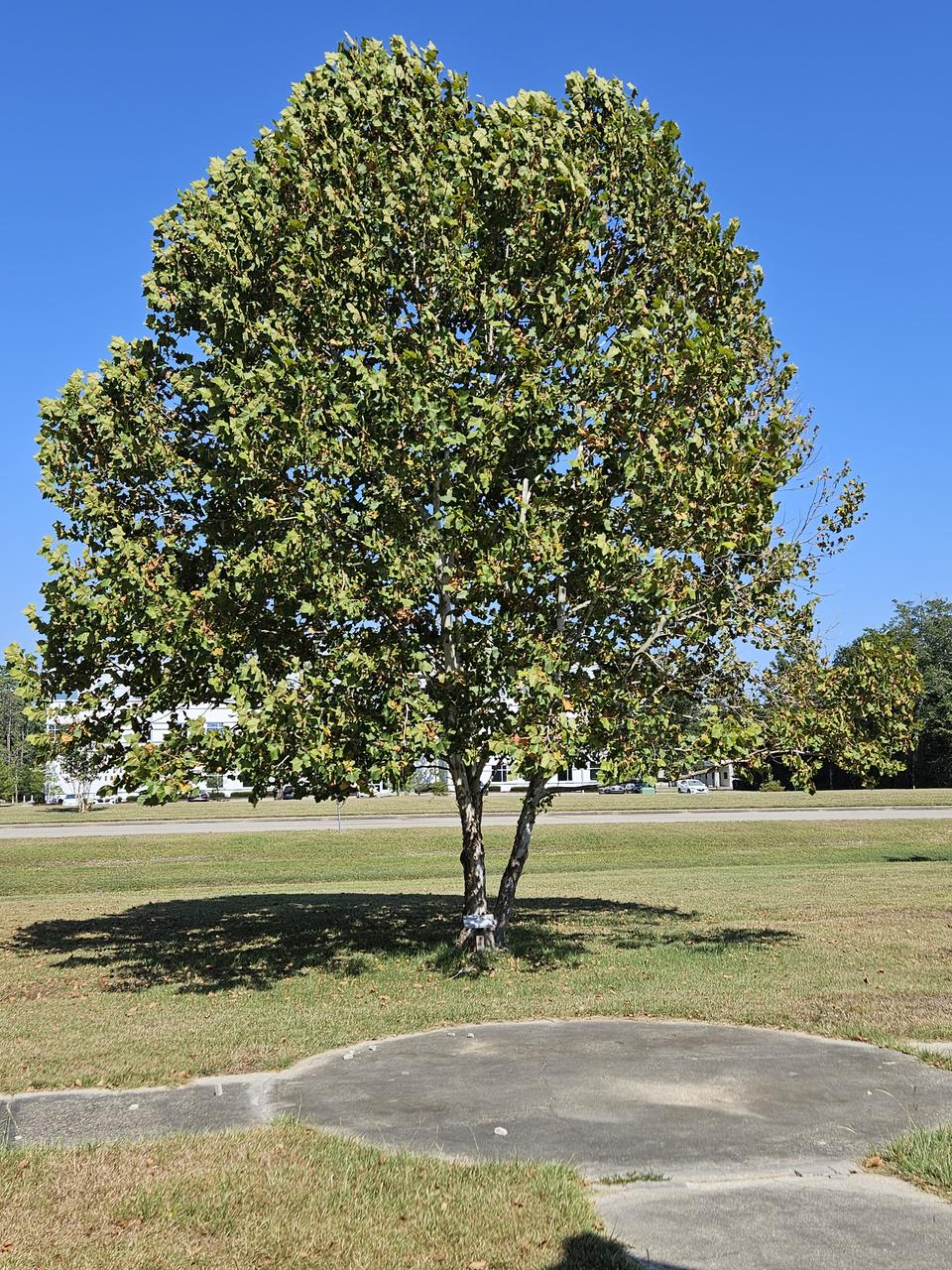 An image from 2023 image shows the growth of a Moon tree  planted in 2004 to honor the Apollo 11 mission. The seeds for the tree were carried to the Moon and back by astronaut Stuart Roosa on the Apollo 14 mission.