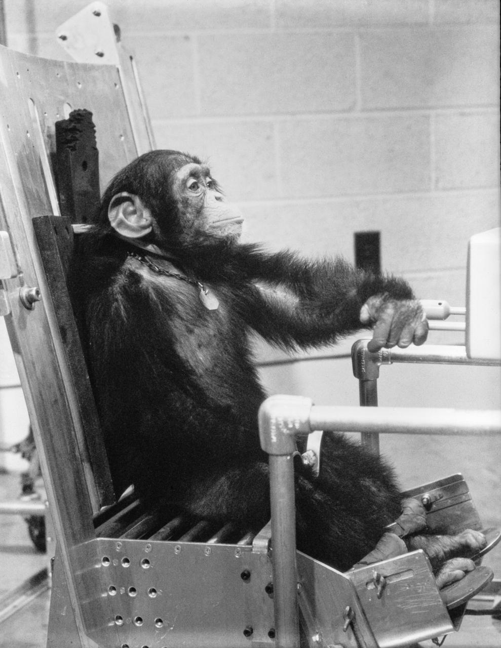 G61-00337 (31 Jan. 1961) --- Chimpanzee "Ham" during preflight activity with one of his handlers prior to the Mercury-Redstone 2 (MR-2) test flight which was conducted on Jan. 31, 1961. Photo credit: NASA