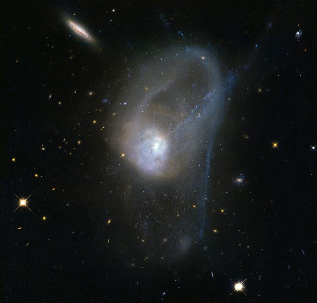 It is known today that merging galaxies play a large role in the evolution of galaxies and the formation of elliptical galaxies in particular. However there are only a few merging systems close enough to be observed in depth. The pair of interacting galaxies picture seen here — known as NGC 3921 — is one of these systems. NGC 3921 — found in the constellation of Ursa Major (The Great Bear) — is an interacting pair of disc galaxies in the late stages of its merger. Observations show that both of the galaxies involved were about the same mass and collided about 700 million years ago. You can see clearly in this image the disturbed morphology, tails and loops characteristic of a post-merger. The clash of galaxies caused a rush of star formation and previous Hubble observations showed over 1000 bright, young star clusters bursting to life at the heart of the galaxy pair.