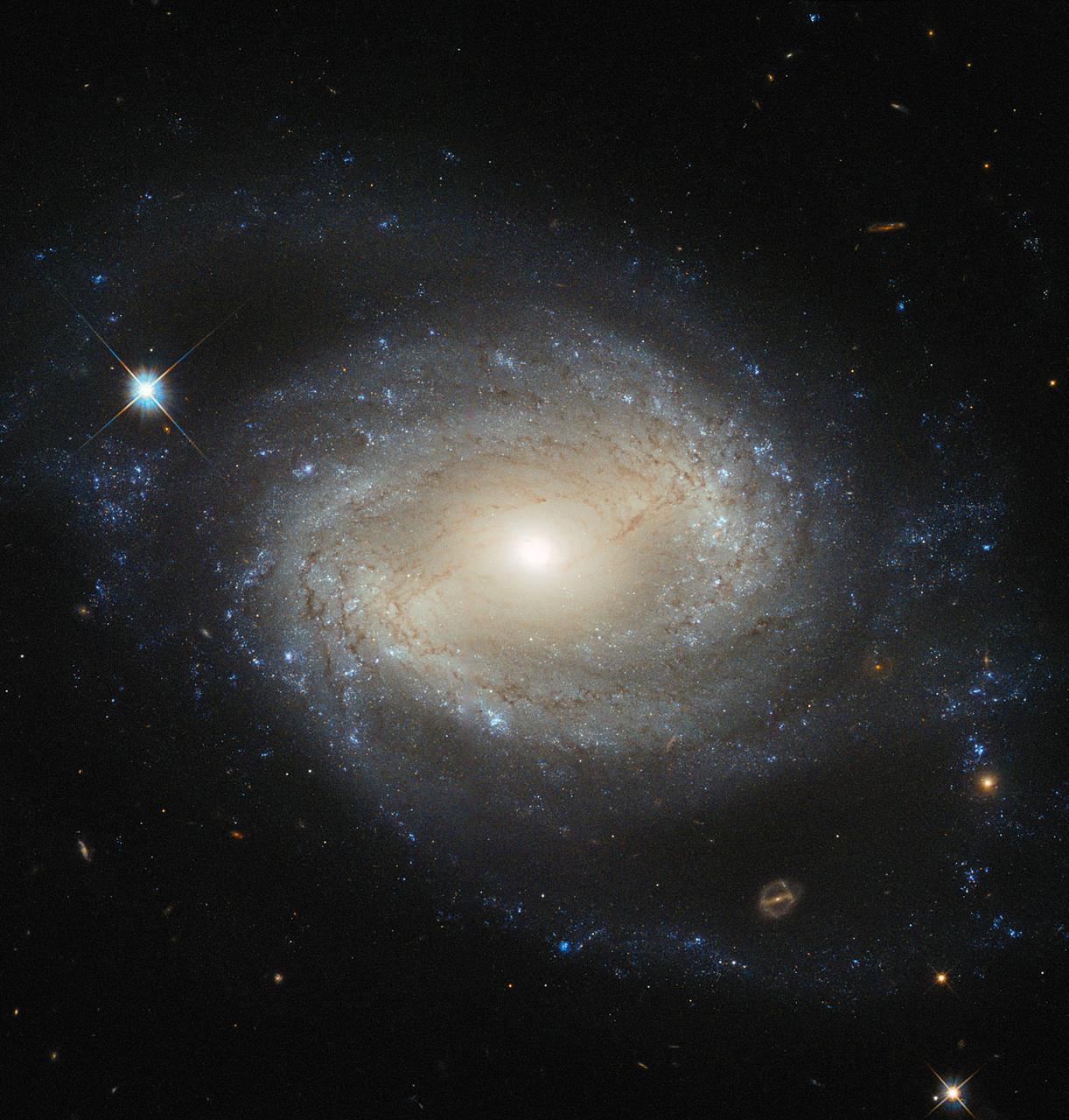 NGC 4639 is a beautiful example of a type of galaxy known as a barred spiral. It lies over 70 million light-years away in the constellation of Virgo and is one of about 1500 galaxies that make up the Virgo Cluster. In this image, taken by the NASA/ESA Hubble Space Telescope, one can clearly see the bar running through the bright, round core of the galaxy. Bars are found in around two thirds of spiral galaxies, and are thought to be a natural phase in their evolution. The galaxy’s spiral arms are sprinkled with bright regions of active star formation. Each of these tiny jewels is actually several hundred light-years across and contains hundreds or thousands of newly formed stars. But NGC 4639 also conceals a dark secret in its core — a massive black hole that is consuming the surrounding gas. This is known as an active galactic nucleus (AGN), and is revealed by characteristic features in the spectrum of light from the galaxy and by X-rays produced close to the black hole as the hot gas plunges towards it. Most galaxies are thought to contain a black hole at the centre. NGC 4639 is in fact a very weak example of an AGN, demonstrating that AGNs exist over a large range of activity, from galaxies like NGC 4639 to distant quasars, where the parent galaxy is almost completely dominated by the emissions from the AGN.