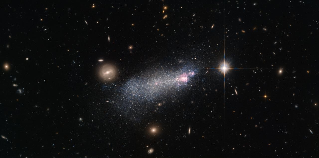 This NASA/ESA Hubble Space Telescope picture shows a galaxy named SBS 1415+437 or SDSS CGB 12067.1, located about 45 million light-years from Earth. SBS 1415+437 is a Wolf–Rayet galaxy, a type of starbursting galaxy with an unusually high number of extremely hot and massive stars known as Wolf–Rayet stars. These stars can be around 20 times as massive as the Sun, but seem to be on a mission to shed surplus mass as quickly as possible — they blast substantial winds of particles out into space, causing them to dwindle at a rapid rate. A typical star of this type can lose a mass equal to that of our Sun in just 100 000 years! These massive stars are also incredibly hot, with surface temperatures some 10 to 40 times that of the Sun, and very luminous, glowing at tens of thousands to several million times the brightness of the Sun. Many of the brightest and most massive stars in the Milky Way are Wolf–Rayet stars. Because these stars are so intense they do not last very long, burning up their fuel and blasting their bulk out into the cosmos on very short timescale ‒ only a few hundred thousand years. Because of this it is unusual to find more than a few of these stars per galaxy — except in Wolf–Rayet  galaxies, like the one in this image.
