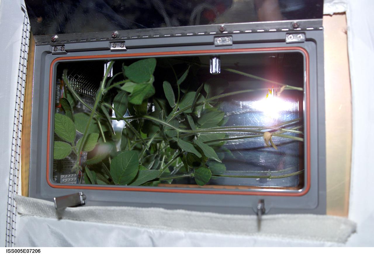 ISS005-E-07206 (10 July 2002) --- A close-up view of the Advanced Astroculture soybean plant growth experiment in the Destiny laboratory on the International Space Station (ISS).
