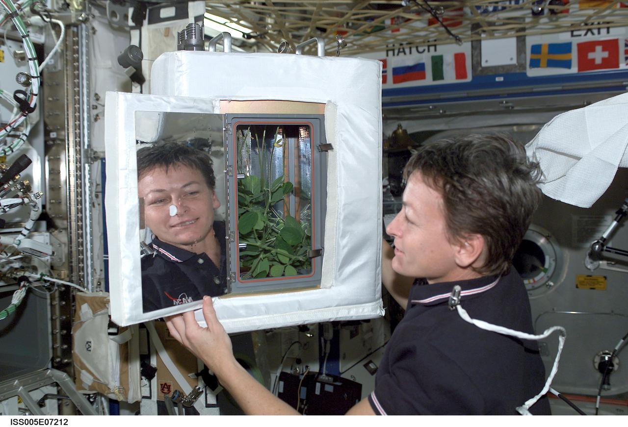 ISS005-E-07212 (10 July 2002) --- NASA Astronaut Peggy Whitson, Expedition 5 International Space Station (ISS) science officer, looks at the Advanced Astroculture (ADVASC) Soybean plant growth experiment as part of Expediting the Process of Experiments to the Space Station (EXPRESS) Rack 4 located in the U.S. Laboratory Destiny.