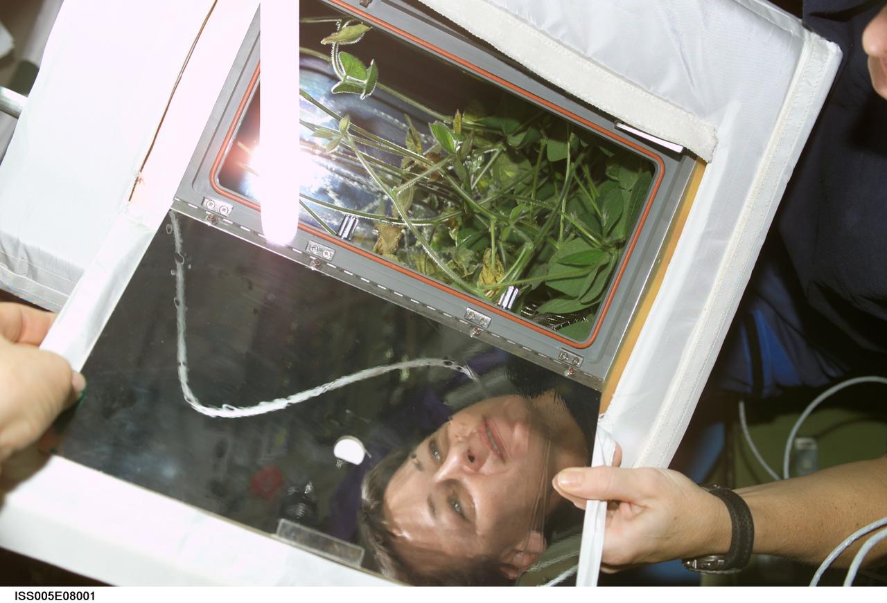 ISS005-E-08001 (18 July 2002) --- Astronaut Peggy A. Whitson, Expedition Five flight engineer, works with the Advanced Astroculture soybean plant growth experiment in the Destiny laboratory on the International Space Station (ISS).