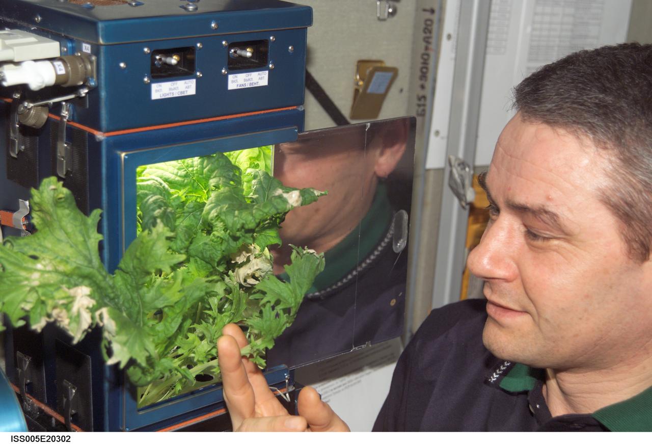 ISS005-E-20302 (8 November 2002) --- Cosmonaut Valery G. Korzun, Expedition Five mission commander, checks a plant growth experiment in the Zvezda Service Module on the International Space Station (ISS). Korzun represents Rosaviakosmos.