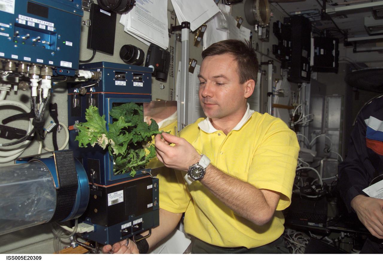 ISS005-E-20309 (8 November 2002) --- Soyuz 5 Flight Engineer Yuri V. Lonchakov looks at a plant growth experiment in the Zvezda Service Module on the International Space Station (ISS). Lonchakov represents Rosaviakosmos.
