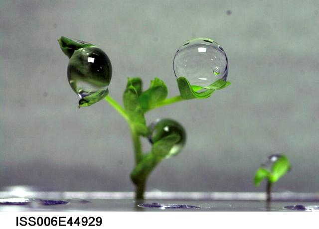 NASA image: Water droplet on a leaf on the Russian BIO-5 Rastenya-2 Plant Growth Experiment