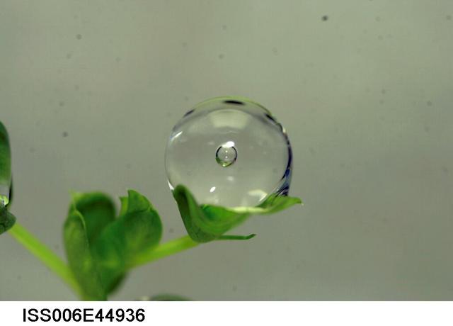 ISS006-E-44936 (9 March 2003) --- A close up view of a water droplet on a leaf on the Russian BIO-5 Rasteniya-2/Lada-2 (Plants-2) plant growth experiment, which is located in the Zvezda Service Module on the International Space Station (ISS).