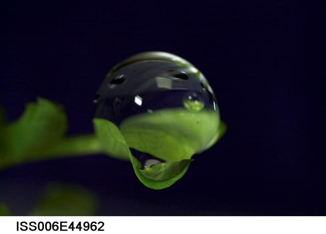 NASA image: Water droplet on a leaf on the Russian BIO-5 Rastenya-2 Plant Growth Experiment