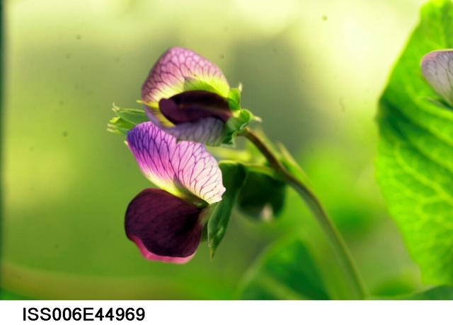 NASA image: Close-up view of dwarf peas with red flowers on the Russian Plant Growth Experiment