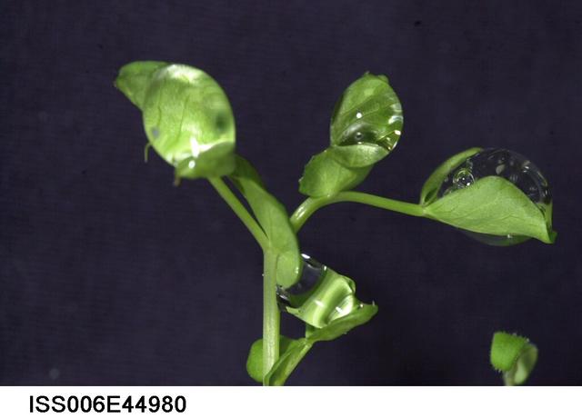 ISS006-E-44980 (10 March 2003) --- A close up view of water droplets on leaves on the Russian BIO-5 Rasteniya-2/Lada-2 (Plants-2) plant growth experiment, which is located in the Zvezda Service Module on the International Space Station (ISS).