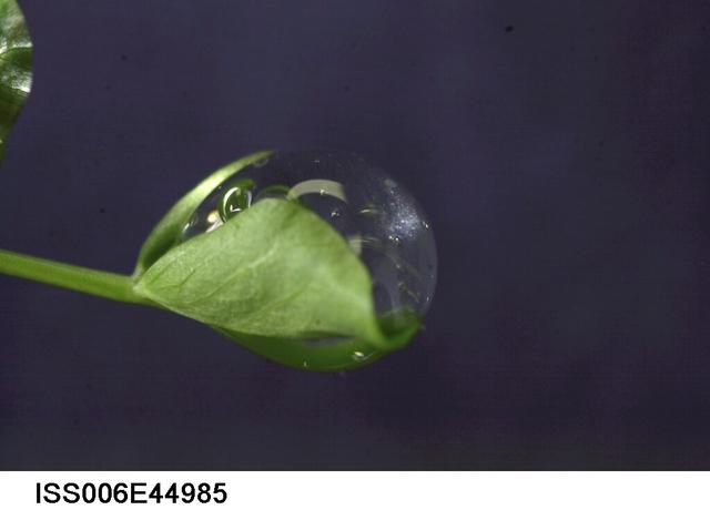 NASA image: Water droplet on a leaf on the Russian BIO-5 Rastenya-2 Plant Growth Experiment