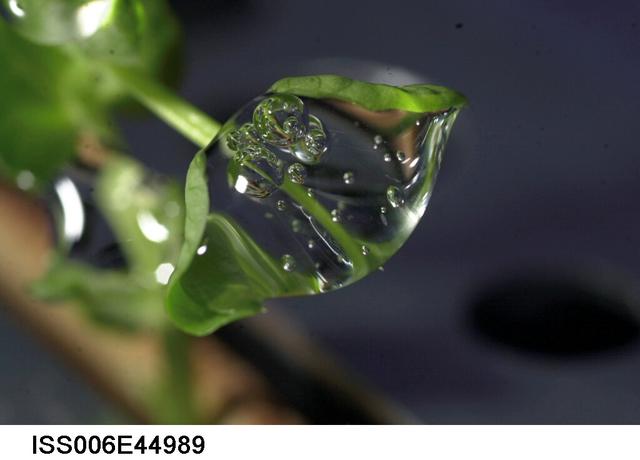 ISS006-E-44989 (10 March 2003) --- A close up view of a water droplet on a leaf on the Russian BIO-5 Rasteniya-2/Lada-2 (Plants-2) plant growth experiment, which is located in the Zvezda Service Module on the International Space Station (ISS).