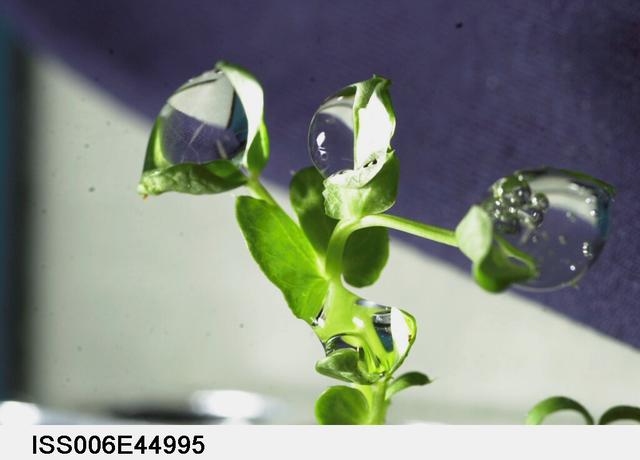 NASA image: Water droplet on a leaf on the Russian BIO-5 Rastenya-2 Plant Growth Experiment