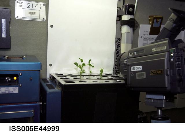 ISS006-E-44999 (12 March 2003) --- A view of the Russian BIO-5 Rasteniya-2/Lada-2 (Plants-2) plant growth experiment located in the Zvezda Service Module on the International Space Station (ISS).  A camera used for recording progress of the experiment is visible on the right.