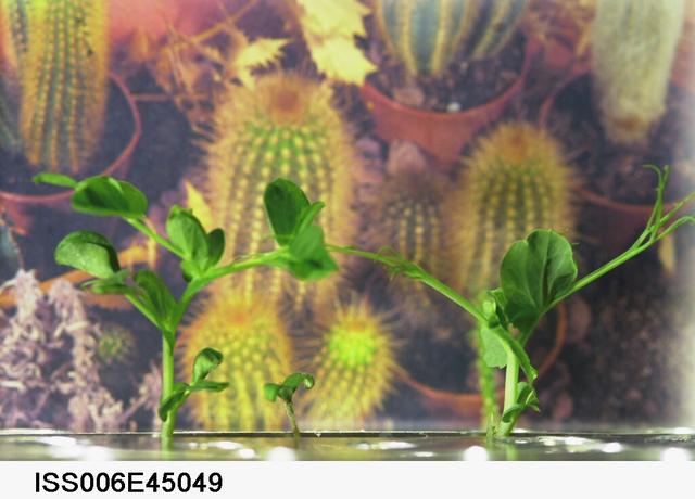 ISS006-E-45049 (14 March 2003) --- A close up view of sprouts on the Russian BIO-5 Rasteniya-2/Lada-2 (Plants-2) plant growth experiment, which is located in the Zvezda Service Module on the International Space Station (ISS).