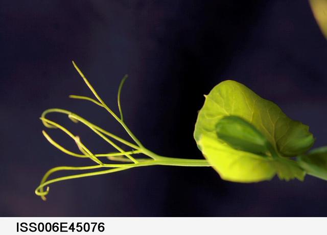 NASA image: Close-up view of sprouts on the Russian BIO-5 Rasteniya-2/Lada-2 (Plants-2) Plant Growth Experiment