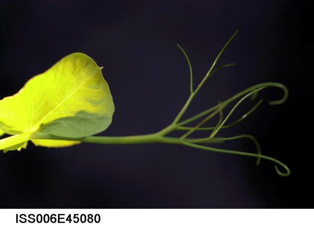 ISS006-E-45080 (17 March 2003) --- A close up view of sprouts on the Russian BIO-5 Rasteniya-2/Lada-2 (Plants-2) plant growth experiment, which is located in the Zvezda Service Module on the International Space Station (ISS).