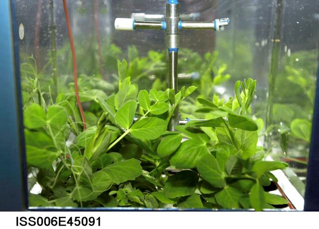 NASA image: View of plants in the Russian BIO-5 Rasteniya-2/Lada-2 (Plants-2) Plant Growth Experiment in the SM