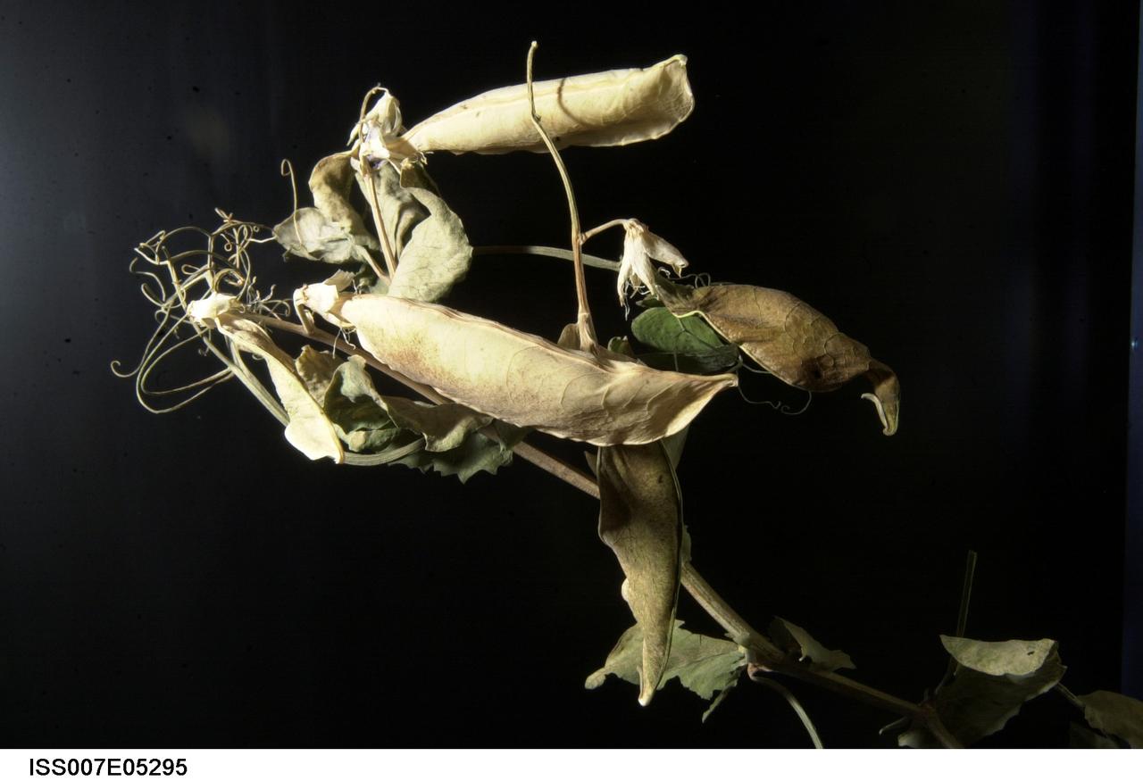 ISS007-E-05295 (May 2003) --- Inside the Russian Lada greenhouse, these peas have dried and &#0147;gone to seed.&#0148; They are part of an experiment to investigate plant development and genetics. The crew of the International Space Station (ISS) will soon harvest the seeds. Eventually, some will be re-planted onboard the ISS and some will be returned to Earth for further study.