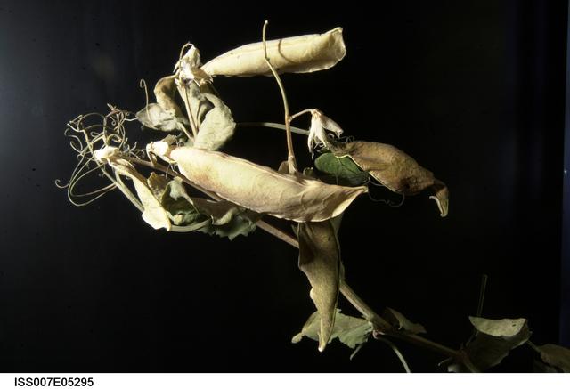 Close-up view Pea pods in Russian Lada greenhouse