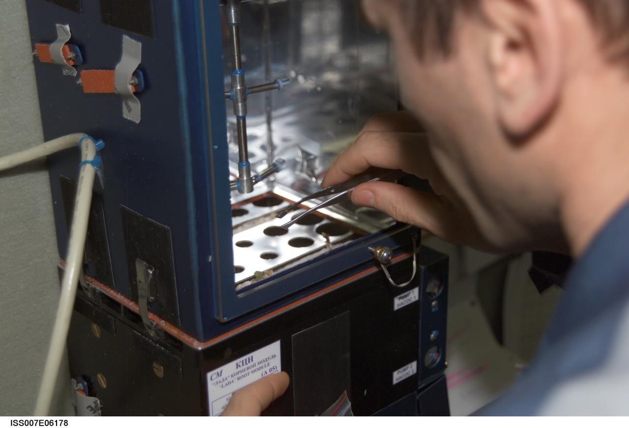 ISS007-E-06178 (21 May 2003) --- Cosmonaut Yuri I. Malenchenko, Expedition 7 mission commander, works with the Russian Lada greenhouse in the Zvezda Service Module on the International Space Station (ISS). Malenchenko represents Rosaviakosmos.