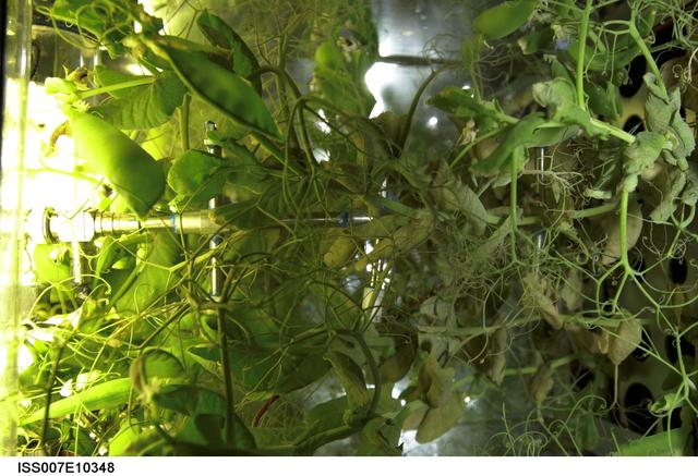 NASA image: Plant growth experiment inside the Russian Lada greenhouse