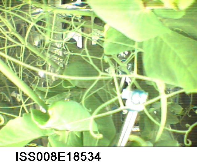 ISS008-E-18534 (March 2004) --- A close-up view, taken by an Expedition 8 crewmember, shows the Russian BIO-5 Rasteniya-2/Lada-2 (Plants-2) plant growth experiment located in the Zvezda Service Module on the International Space Station (ISS).