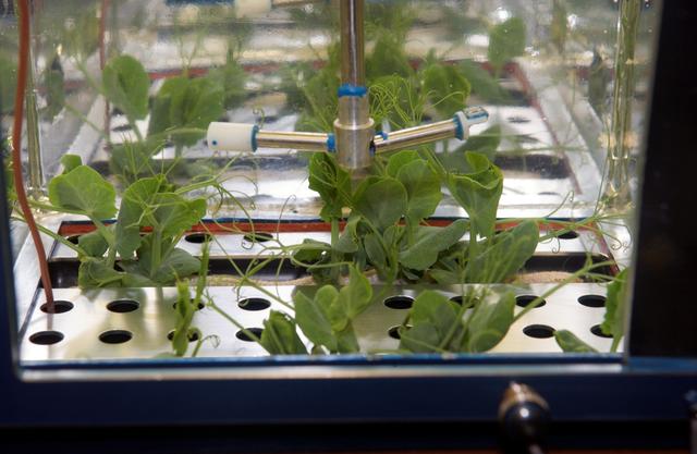 NASA image: Plants inside the leaf chamber of the LADA green house during Expedition 12