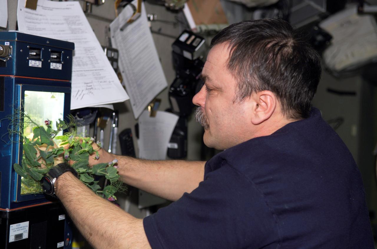 ISS014-E-15475 (28 Feb. 2007) --- Cosmonaut Mikhail Tyurin, Expedition 14 flight engineer representing Russia's Federal Space Agency, checks the progress of plants growing in the Russian Lada greenhouse in the Zvezda Service Module of the International Space Station.